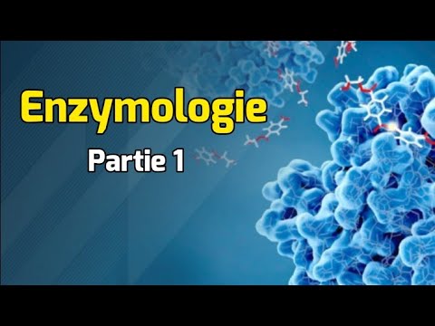 Vidéo: Quelles sont les réactions catalysées par les principales enzymes gluconéogéniques ?