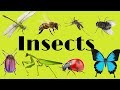 Insects for kids. Насекомыe на английском языке детям