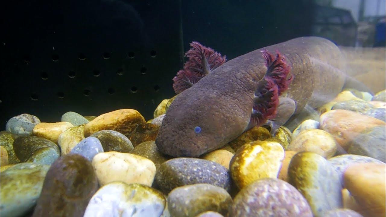Ueno Zoological Gardens : Siren lacertina ≪ Greater Siren ≫ ( グレーターサイレン