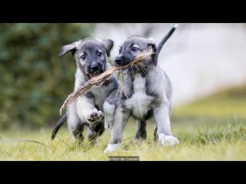 Video: ¿Pueden los perros tener gemelos?