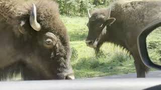 Buffalo Poop Video Wild And Beautiful Buffalo Walking Towards Our Car Lone Elk State Park