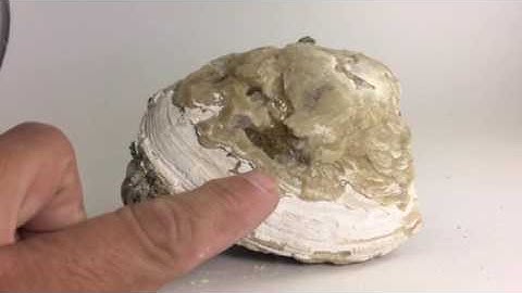 Fossil Calcite Clam Shell     Only found in Ft. Drum Florida. CS5