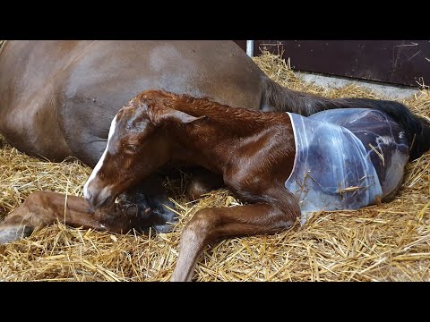 Video: Kuinka Hevonen Synnyttää