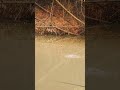 Catching Fish with Simple Hook and Bait 🎣