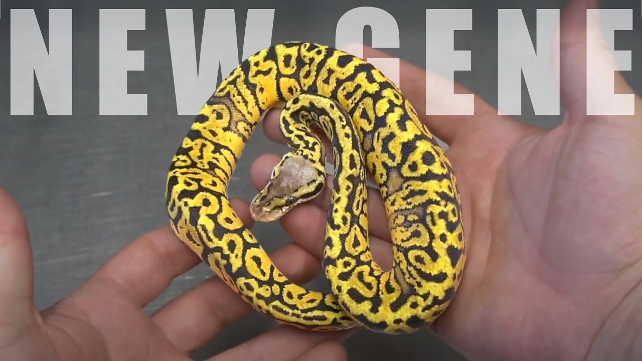 Top 5 NEW Ball Python Genes to Invest in RIGHT NOW!