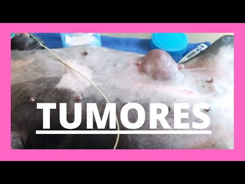 Video: Pregúntele a un veterinario: ¿Pueden los perros tener cáncer de mama?