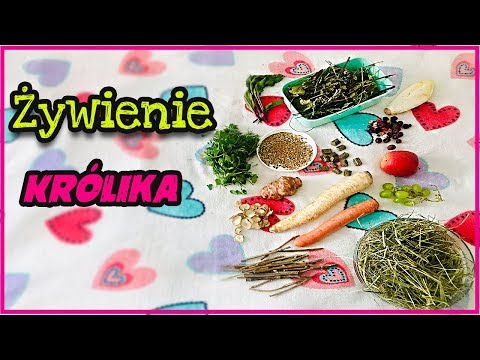 Wideo: Odpowiednia Dieta Dla Ozdobnego Królika