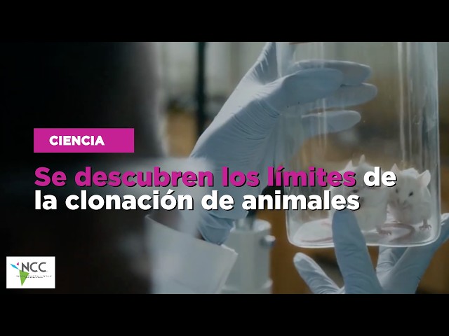 Se descubren los límites de la clonación de animales