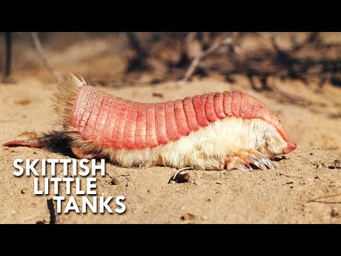 Pink Fairy Armadillos are Pint Sized Tanks