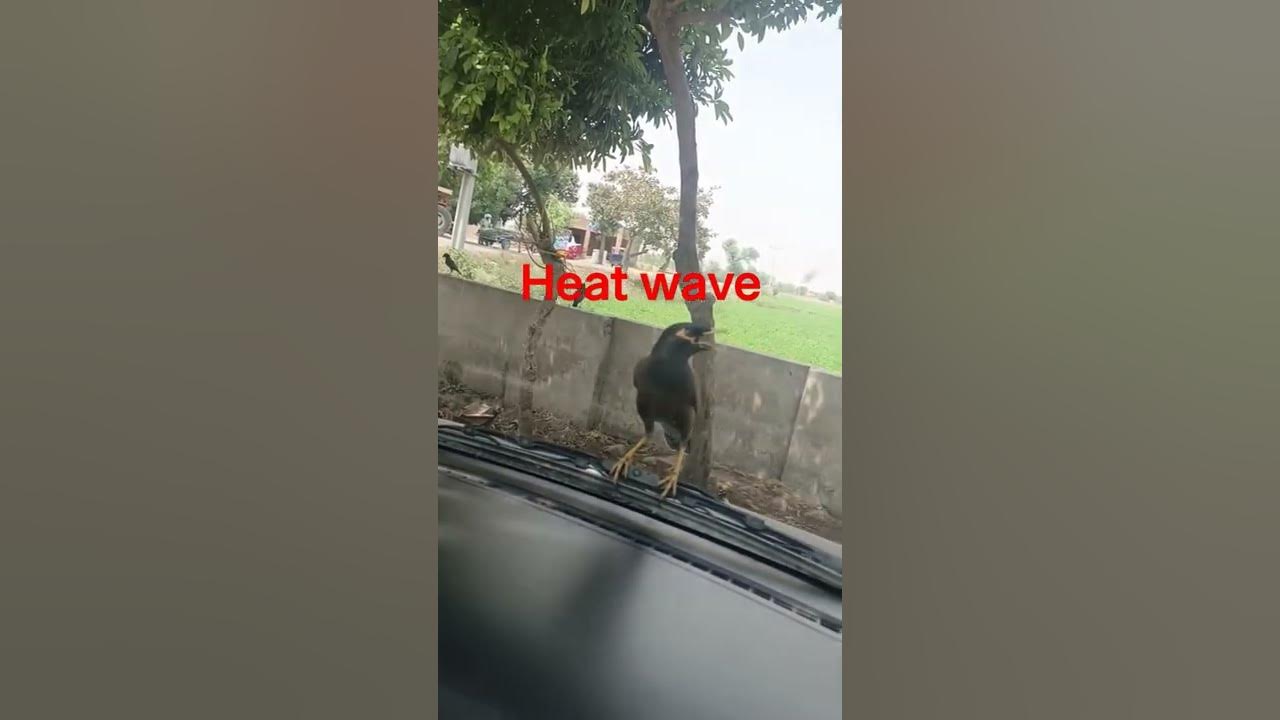 Bird 🕊️ chirping on car | Heat wave | Summer| - YouTube