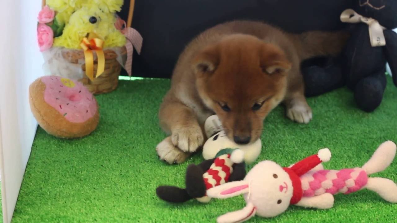 柴犬の子犬動画 YouTube