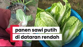 Panen sawi putih di dataran rendah