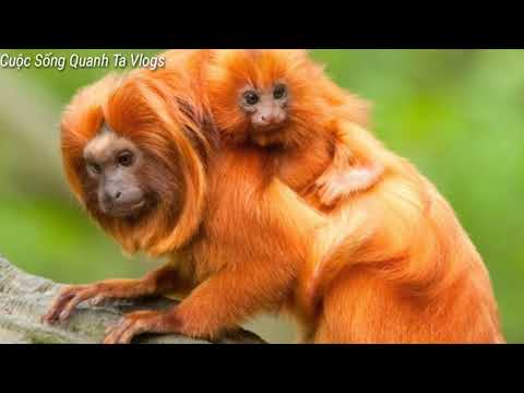 Video: Sư tử vàng tamarin có phải là người Prosimian không?