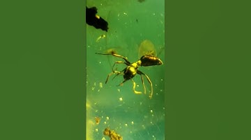Museum Grade Ancient Fossil Camponotus Carpenter Ant in Dominican Amber (The RJ Collection)