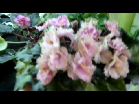 მაიკოს იები