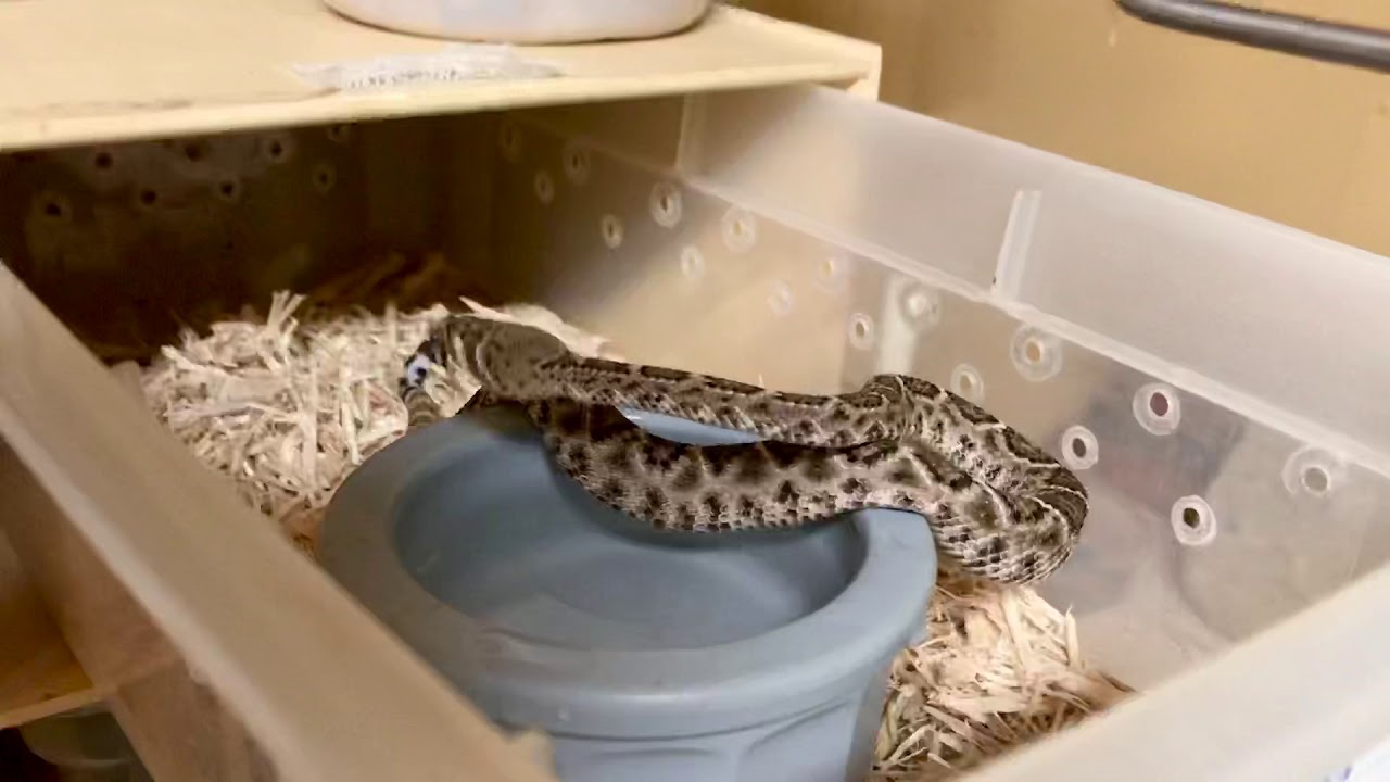 A Special Baby Rattlesnake - YouTube