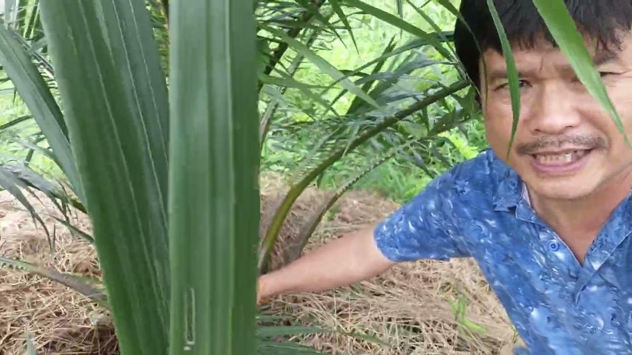 ปาล์ม ซีหราด เอลิท  อายุ 1ปี 2เดือนกว่าๆ ทนแล้ง ลูกดก สูงช้าทำให้เก็บผลผลิตได้นานเกิน 30 ปี