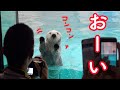 ラッコのメイちゃんのお客さまサービス!鳥羽水族館のラッコのメイちゃんごはんタイム2 Sea Otterr”May",  meal time2 Toba Aquarium