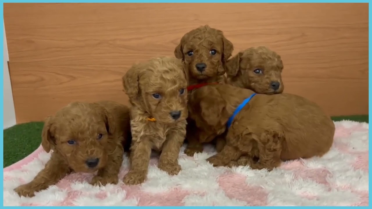 プードル 747529 T・プードル - YouTube