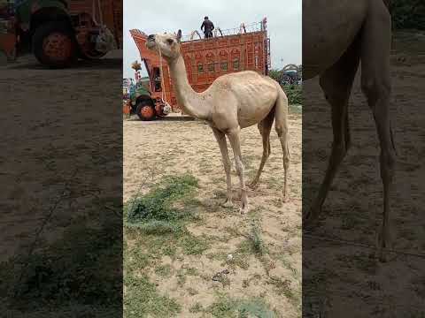 الإبل في صحراء إتار لوحة طبيعية 