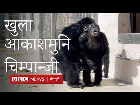 जब चिम्पान्जीलाई खुला आकाशमुनि छाडियो...- बीबीसी न्यूज नेपाली