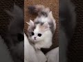 terpesona dengan kucing ( Jangan lupa subscriber )