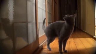 Смешное видео с кошками 2016 Самое лучшее! Funny videos with cats best! Смешное видео с кошками 2016 Самое лучшее! Funny videos with cats best!