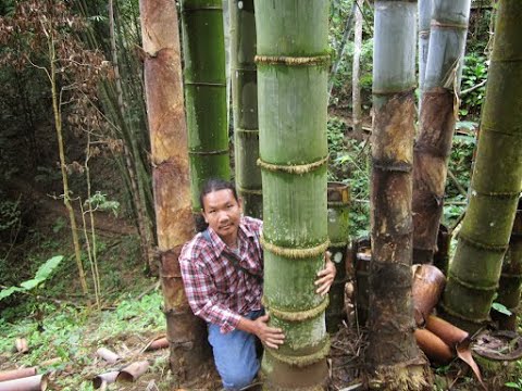 Video: Cristalli E Foresta Di Bambù