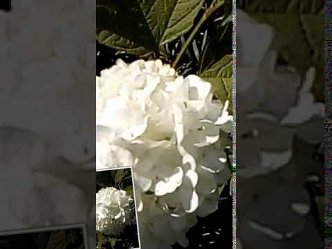 Video: Non-Flowering Viburnums - Einen Viburnum-Strauch zum Blühen bringen