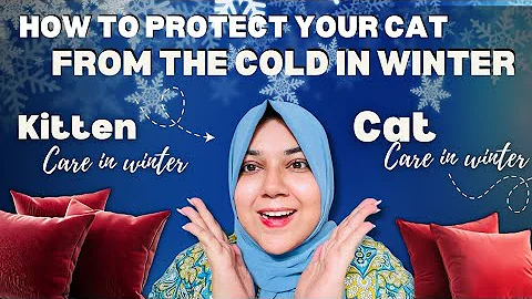 Video 11754571: persiancat cat