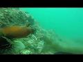 Приморский край подводная  вылазка бухта Hаходка 30 07 2017