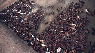 Download lagu How American Ranchers Sell 33,3 Million Cattle And Calves Each Year - USA Farming