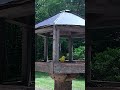 Mr. Goldfinch