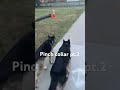 pinch collar part. 2 #husky #germanshepherd #shepsky #dogtraining #pinchcollar