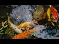 【ASMR】日本庭園 雨音 / Japanese traditional garden Rain sound