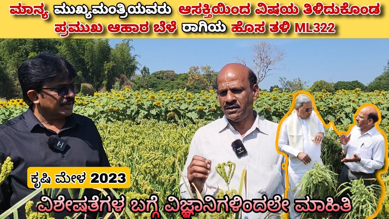 Ragi new variety ML-322 | Krishi Mela 2023 | ರಾಗಿ ಹೊಸ ತಳಿ  ಎಂಎಲ್-322 | GKVK |