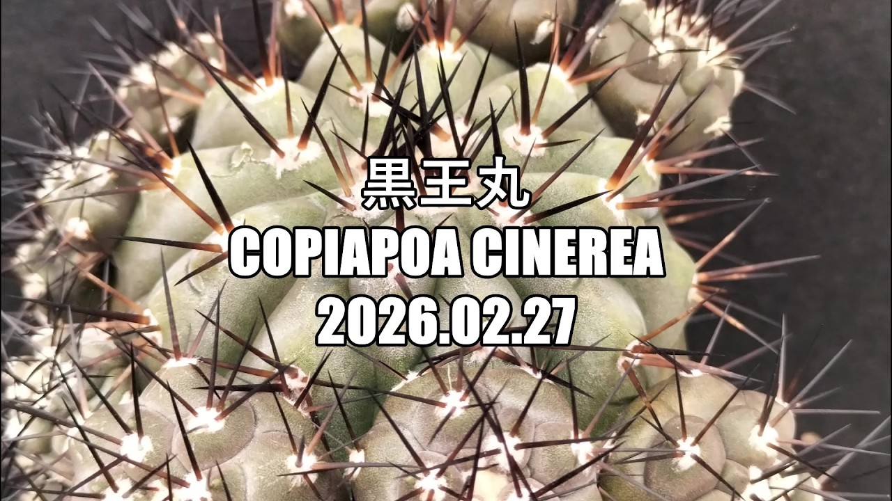 黒王丸 Copiapoa cinerea 2026 02 27 - YouTube