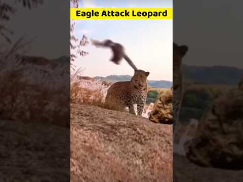 Eagle Attack Leopard Shorts Short