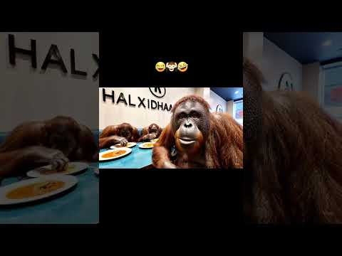 Cida Cambuulada Soo Sheega Hhh