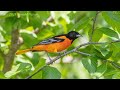Oriole at the Feeder
