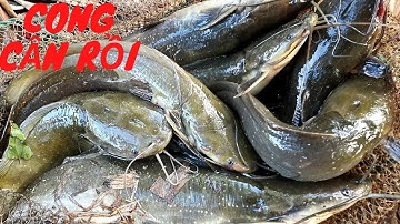 CẮM CÂU CÁ TRÊ. Trúng ngay ổ cá trê vàng lôi cong cần... Đinh Báo Miền Trung