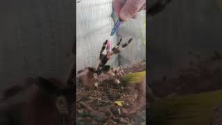 How not to feed your tarantula 😂