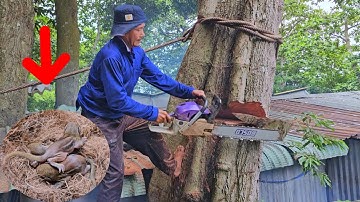 Vua Khỉ cưa hạ gốc cây Kim Cang tại Núi Bà Đen - Tây Ninh (1/2)...