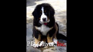 Pd Oliver Incmolly Bloom Productionsrevealuniversal Television 2016