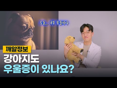 강아지가 우울증에 걸릴 수 있는 6가지 원인!