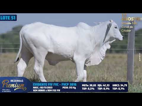 LOTE 51   FVCP 3816