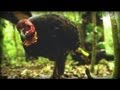 And The Mammals Laid Eggs (Full Documentary)