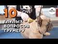 10 ВОПРОСОВ ГРУМЕРУ: как часто мыть питомца, как ухаживать за шерстью и как вычесать собаку?