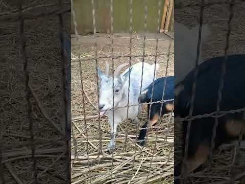 Mocha And Gnomie Goatlife Shorts