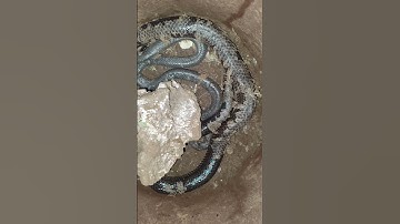 răn hổ hành lột da #rắn #rắnhổhành